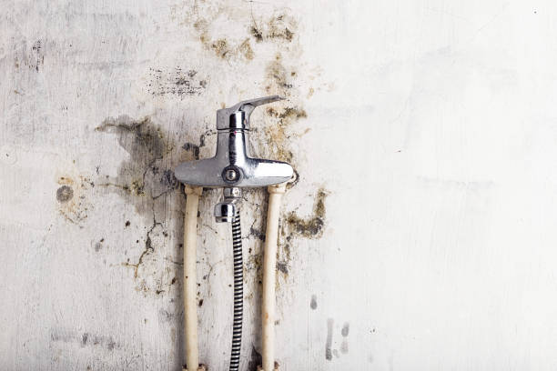 Best Commercial Mold Removal  in Absecon Highlands, NJ