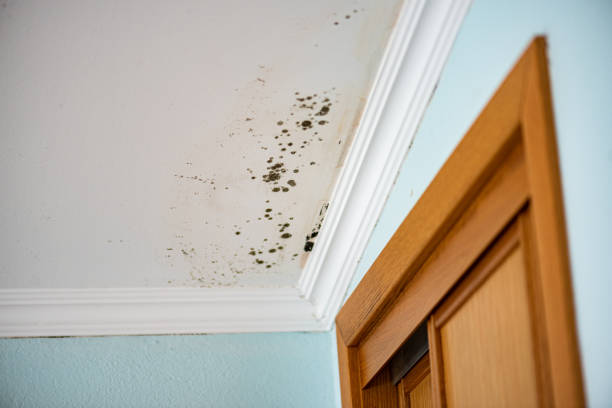 Best Local Mold Removal Service  in Absecon Highlands, NJ