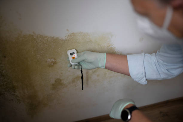 Best Certified Mold Removal  in Absecon Highlands, NJ