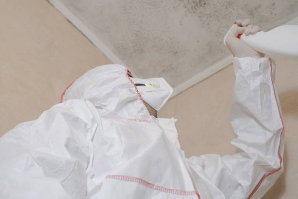 Certified Mold Removal in Absecon Highlands, NJ