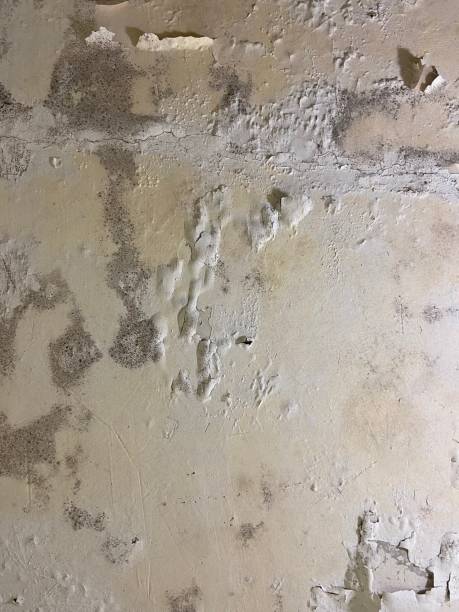 Best Crawl Space Mold Removal  in Absecon Highlands, NJ