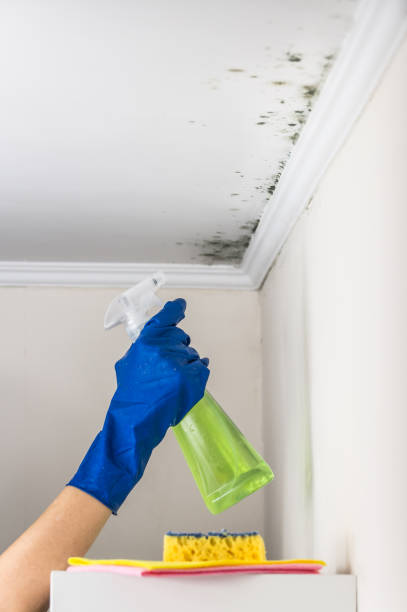 Best Residential Mold Removal  in Absecon Highlands, NJ