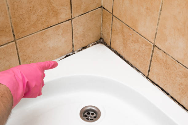 Best Certified Mold Removal  in Absecon Highlands, NJ