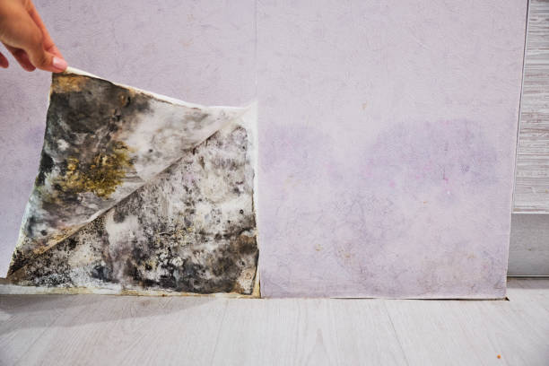 Best Emergency Mold Removal  in Absecon Highlands, NJ